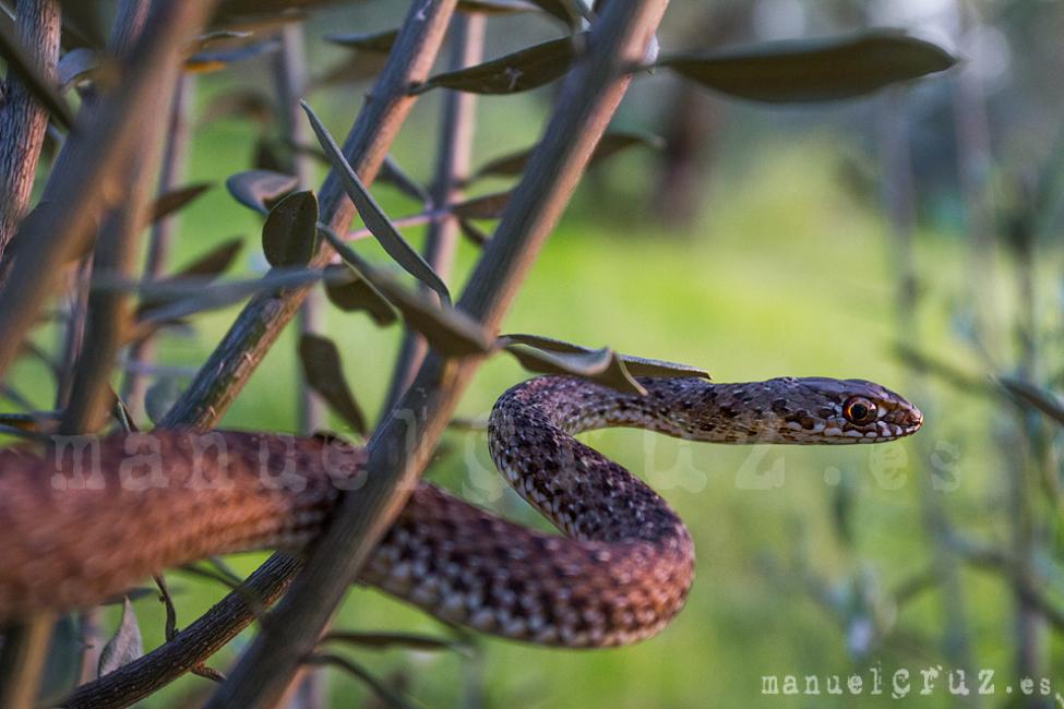 Culebra bastarda (Malpolon monspessulanus)